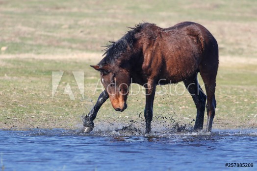 Picture of Wild brown horse play at water